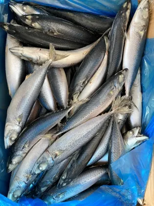 Wild Caught Frozen Wr 100-200g 300-500g Pacific Mackerel