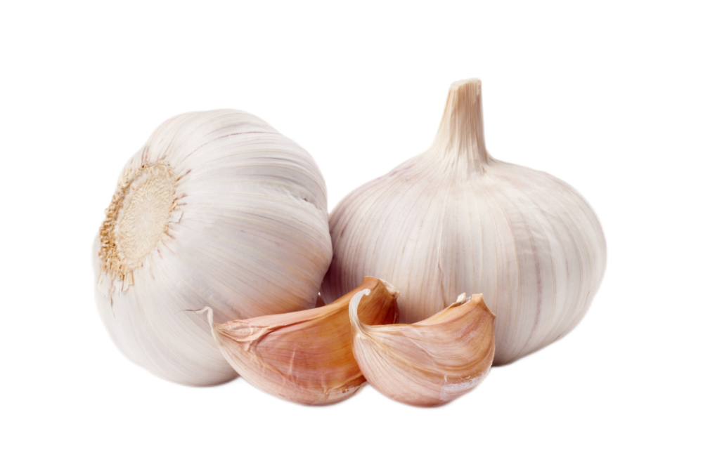 Garlic