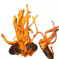 Adenosina naturale adenine cordyceps estratto di militari in polvere