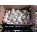 Pure White Garlic New Crop 2019