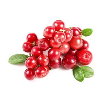 Cranberry Fruit Extract 10:1