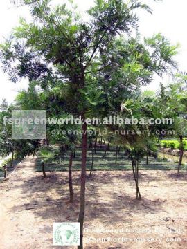 Grevillea robusta D6cm trees