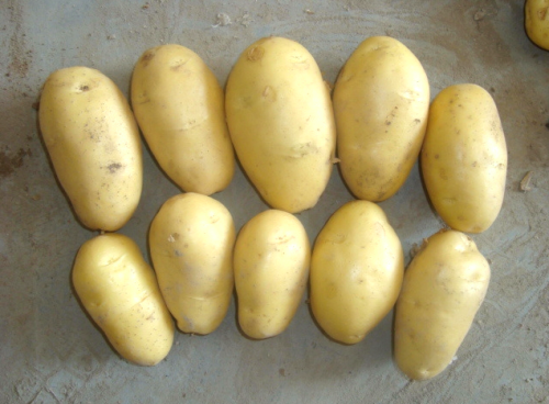 Αγροκίνητα πατάτα για εξαγωγή με χαμηλή τιμή
