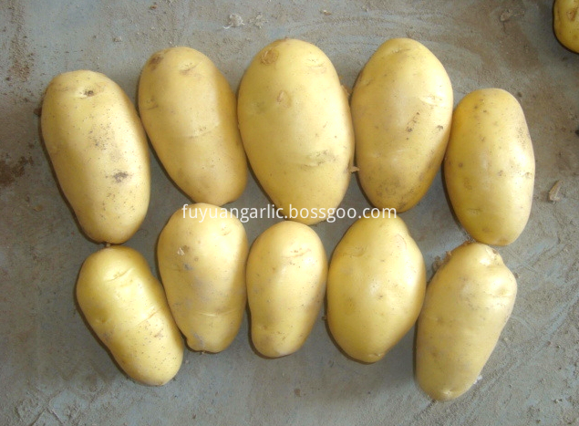 shandong potato