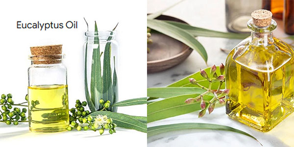 Bulk 100% Pure Eucalyptus Oil