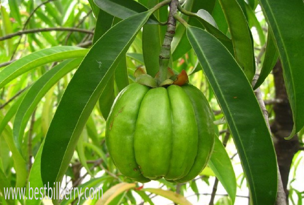 garcinia cambogia extract