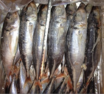 Sea frozen blue horse mackerel