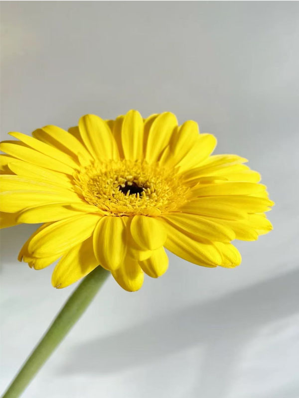 Gerbera Qingzi1