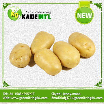 New Crop Best Selling Fresh Potato