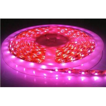 SMD 5050 Red LED Strip Light
