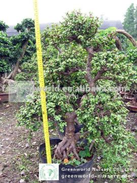 portulacaria indoor and outdoor bonsai