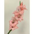 قطع جديدة من Gladiolus Adina Pink لديكور الزفاف
