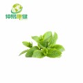 Lemon balm extract​ powder​