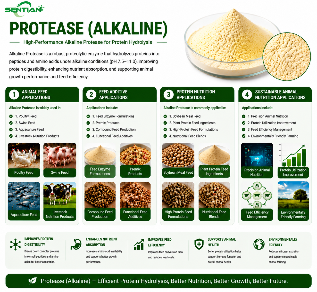 Protease (Alkaline)2