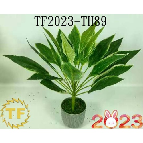 16 "AGLAONEMA AGLAONEMA WHITE CARRA