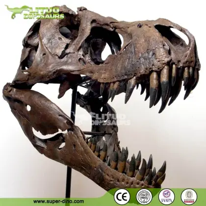 T-rex Skull Model for Museum Exhibition