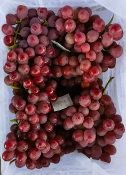 Fresh Clenson Grapes Freshly Picked