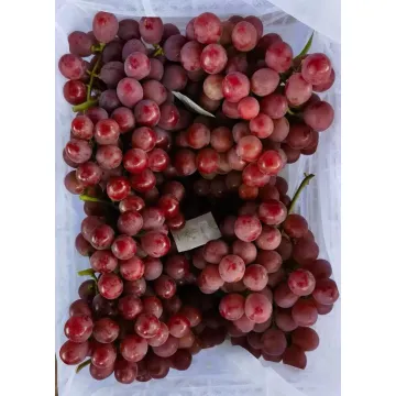 Sariwang Pulang Ubas na may Natural na Tamis at Makinang