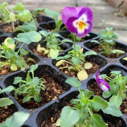 Plastic Seed Germination Trays for Nursery and Planting