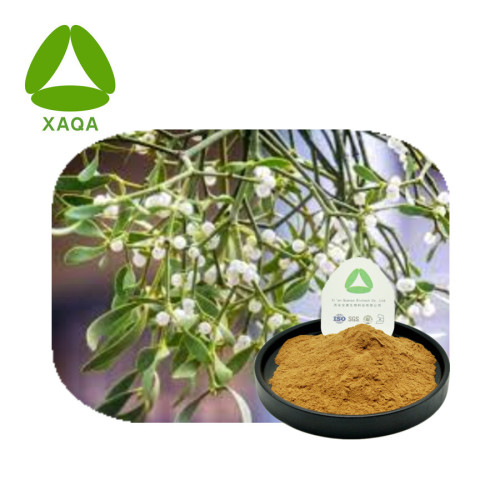 Planta antineoplástica Viscum Álbum Mutetoe Extract Powder