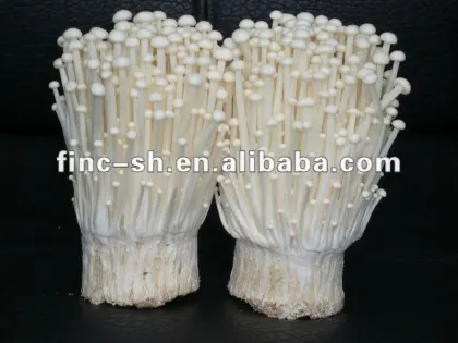 mushroom enoki