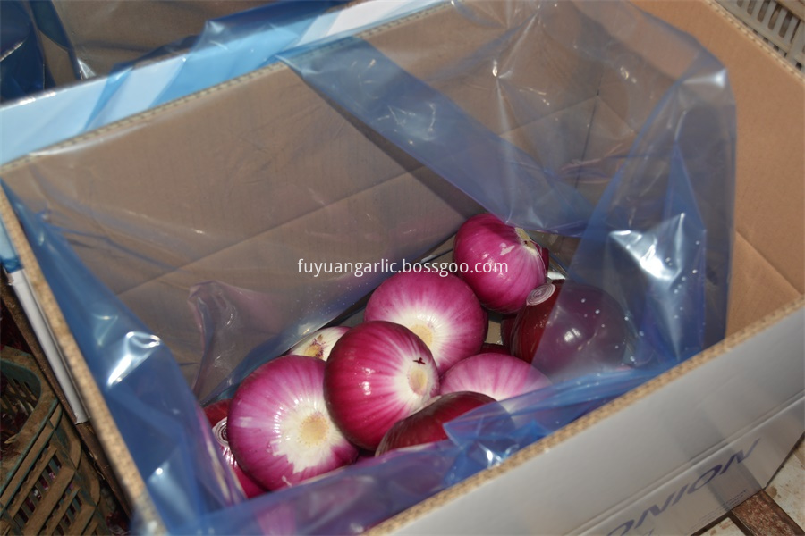 Onion From Shandong