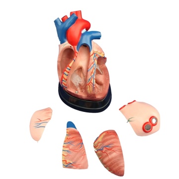 Darhmmy Medical Science Human Heart 3x Anatomical Model 5 Parts Teaching Aide