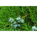 Platycladus Orientalis Extract Powder