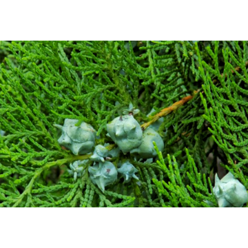 Platycladus Orientalis Extract Powder
