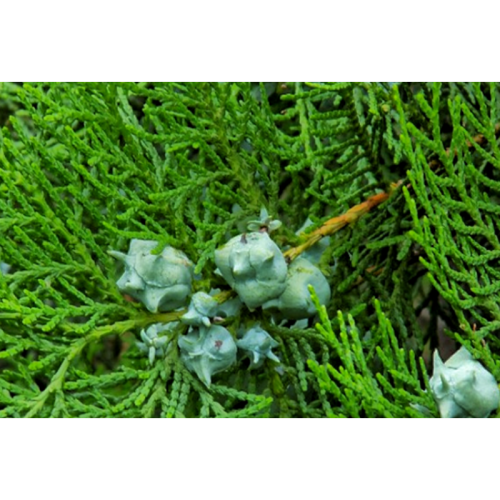 Platycladus Orientalis Extract Powder