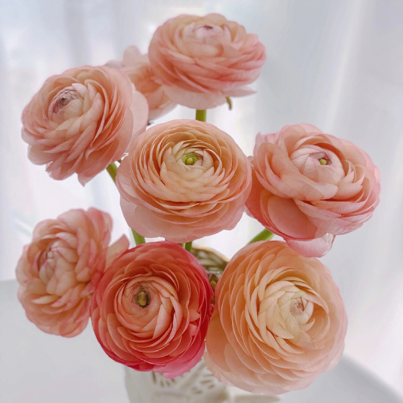 Champagne Ranunculus2