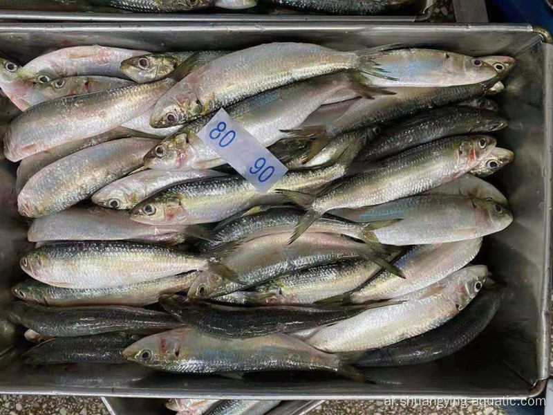 Frozen Sardine Fish كلها جولة Sardinella Longiceps