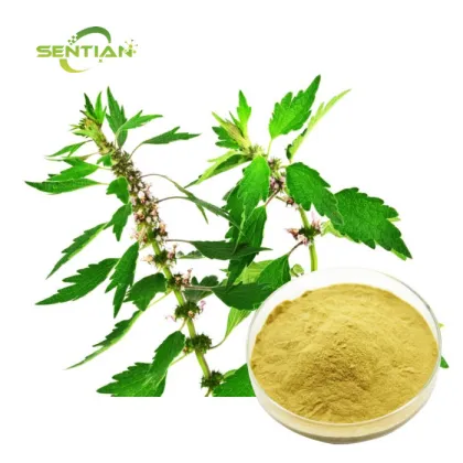 Women Health Ingredient Motherwort Extract