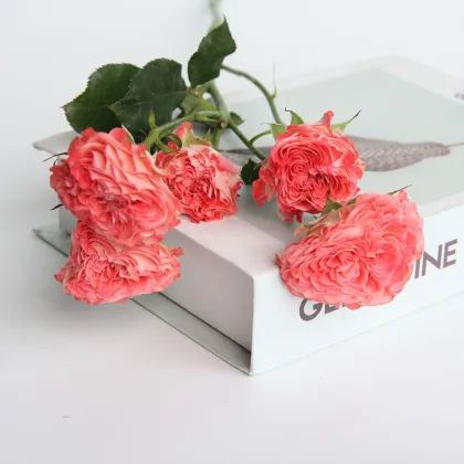 2022 Newest Wholesale Fresh Cut Flowers Spray Head Roses for Home Decoration