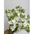 Oxypetalum Caeruleum لترتيبات الزفاف
