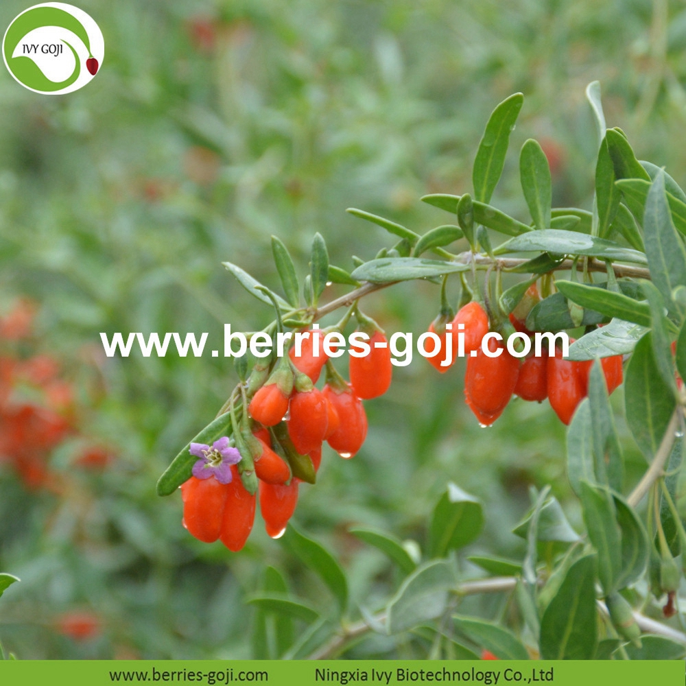 Eu Standard Goji Berries