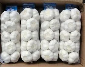Fresh Jinxiang Garlic