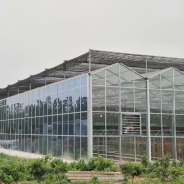 Premium Traditional Venlo Glass Greenhouse