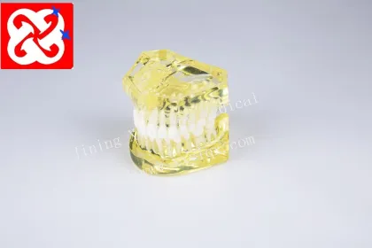 Soft Gum Model Light Color Removable Dental Teeth Demonstration