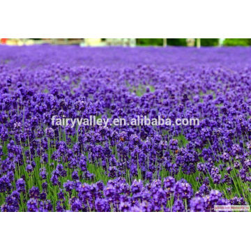 Grow our own lavender from seeds