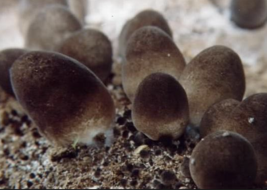 Pasteuria Penetrans for Agriculture