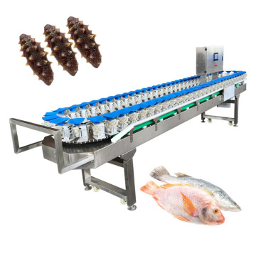 Commercial Sorting Grading Machine for Avocados, Tomatoes, Apples, Mangoes, Melons, and Potatoes