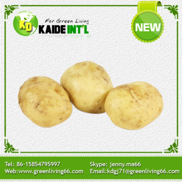 Top Quality Buy For Fresh Potato