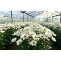 স্প্রে সাদা মাছ chrysanthemum