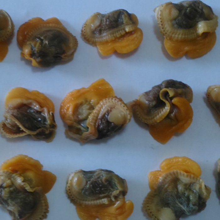 Frisches gefrorenes Muschelfleisch und blutige Blutmuscheln