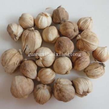 Amomum cardamomum
