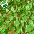 Filet d&#39;extrusion de plantes vertes de simulation de feuille d&#39;érable légère