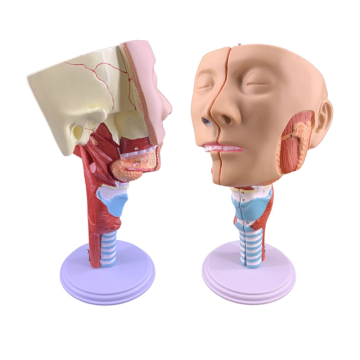 2025 New KRC Medical Science Teaching Resource: Educational Equipment - Plastic Human Head with Pharynx Muscles Anatomical Model