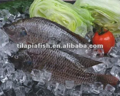 Chinese tilapia fish low price