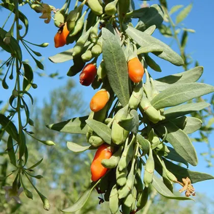 goji berry wolfberry Organic plant